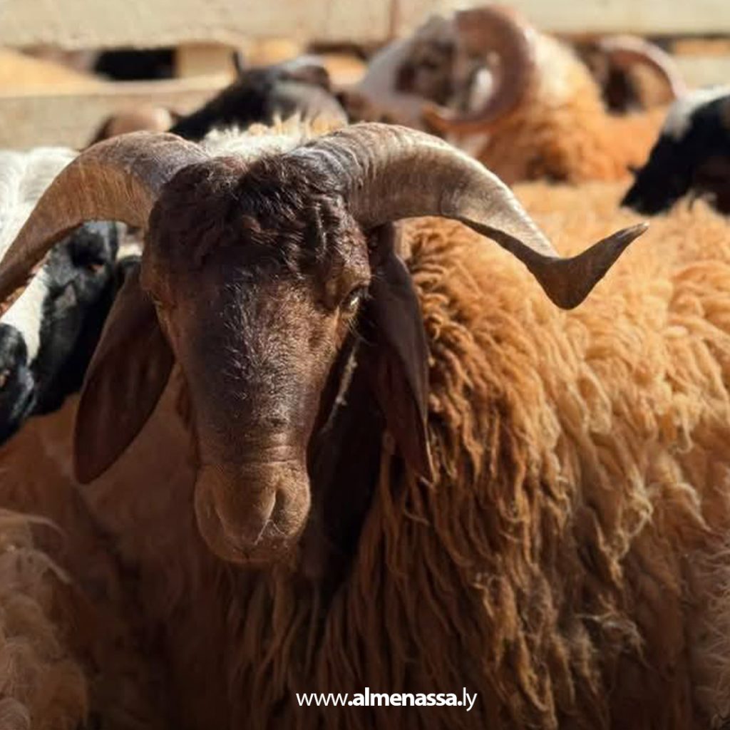 extra111111 5 رغم وصول شحنات الأضاحي المدعومة من الحكومة الليبية.. غلاء المواشي يتصدر مواقع التواصل الاجتماعي