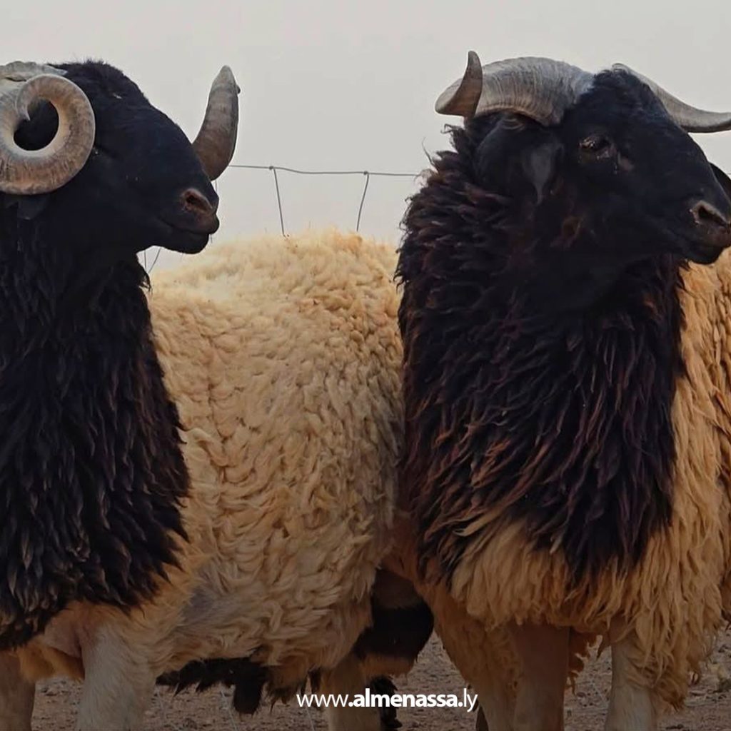 extra1111111 4 رغم وصول شحنات الأضاحي المدعومة من الحكومة الليبية.. غلاء المواشي يتصدر مواقع التواصل الاجتماعي