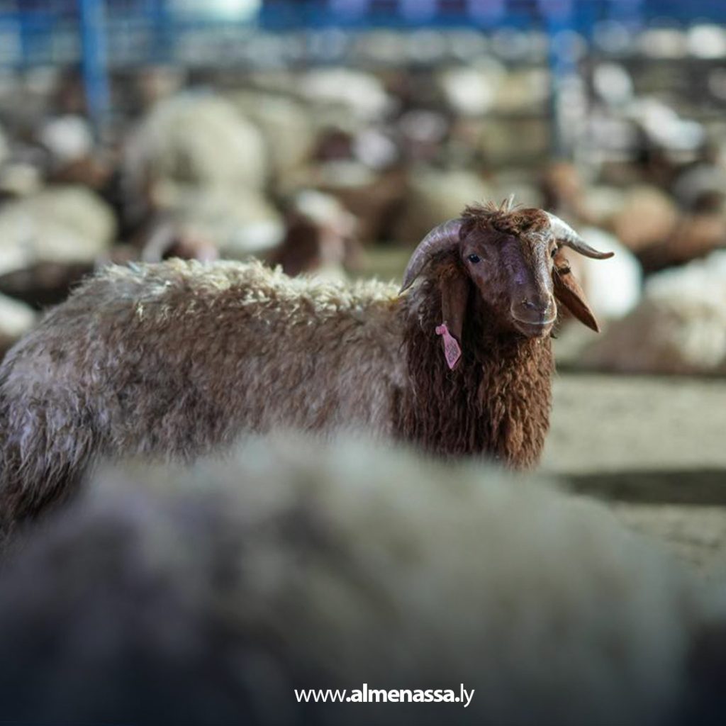 extra1111111 5 الحكومة الليبية تؤكد استمرار عملية إرسال شحنات الأضاحي الى مختلف البلديات