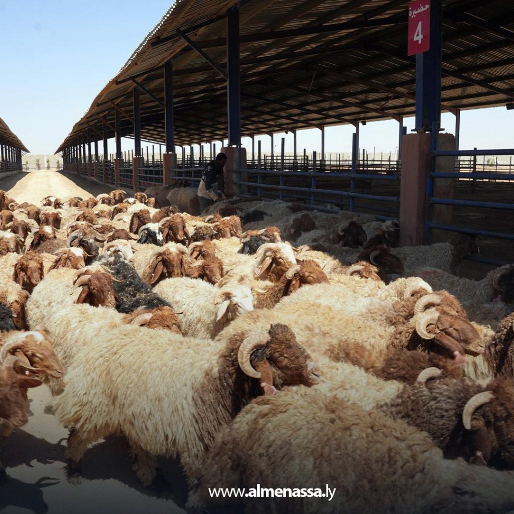 extra11111111 3 رغم وصول شحنات الأضاحي المدعومة من الحكومة الليبية.. غلاء المواشي يتصدر مواقع التواصل الاجتماعي