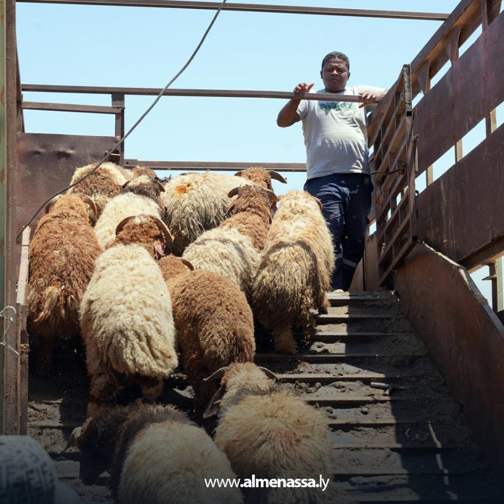 extra111111111 4 رغم وصول شحنات الأضاحي المدعومة من الحكومة الليبية.. غلاء المواشي يتصدر مواقع التواصل الاجتماعي