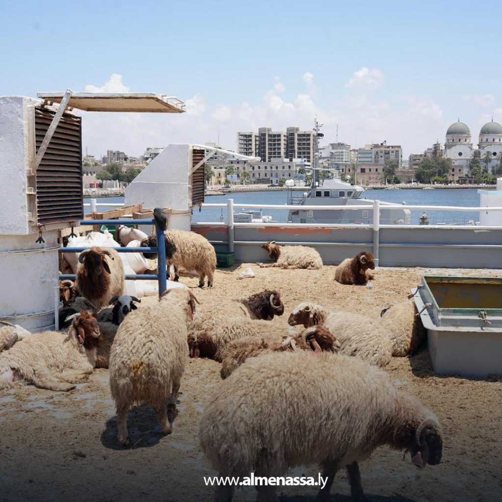 extra1111111111 4 رغم وصول شحنات الأضاحي المدعومة من الحكومة الليبية.. غلاء المواشي يتصدر مواقع التواصل الاجتماعي