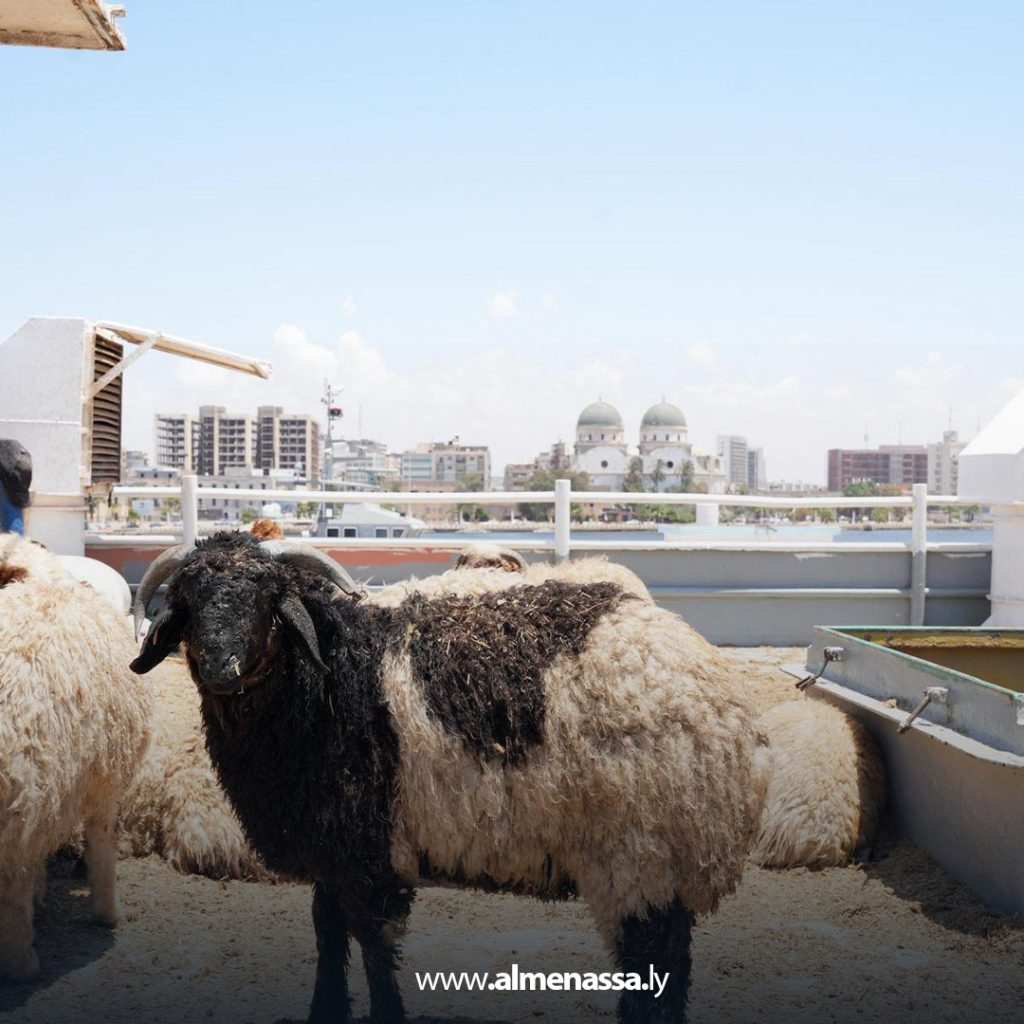 extra1111111111111 رغم وصول شحنات الأضاحي المدعومة من الحكومة الليبية.. غلاء المواشي يتصدر مواقع التواصل الاجتماعي