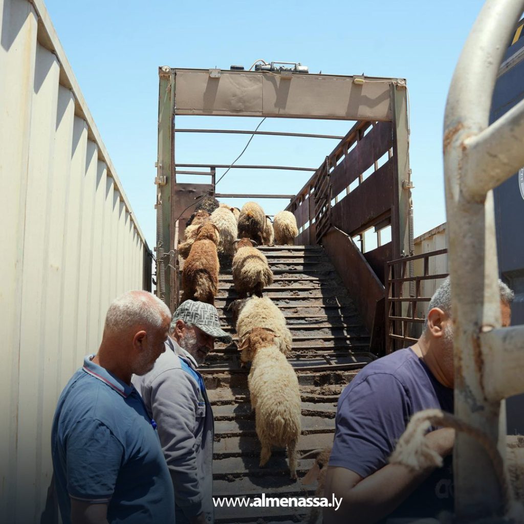 extra11111111111111 رغم وصول شحنات الأضاحي المدعومة من الحكومة الليبية.. غلاء المواشي يتصدر مواقع التواصل الاجتماعي