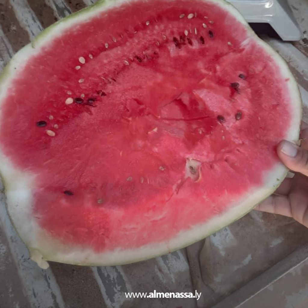 extraءءء ضبط كميات كبيرة من البطيخ والدلاع غير صالح للاستهلاك البشري في أجدابيا