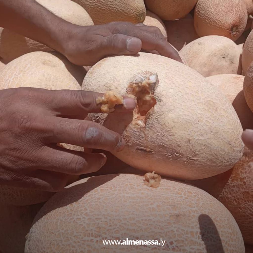 extraؤ ضبط كميات كبيرة من البطيخ والدلاع غير صالح للاستهلاك البشري في أجدابيا