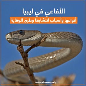 الأفاعي في ليبيا أنواعها وأسباب انتشارها وطرق الوقاية