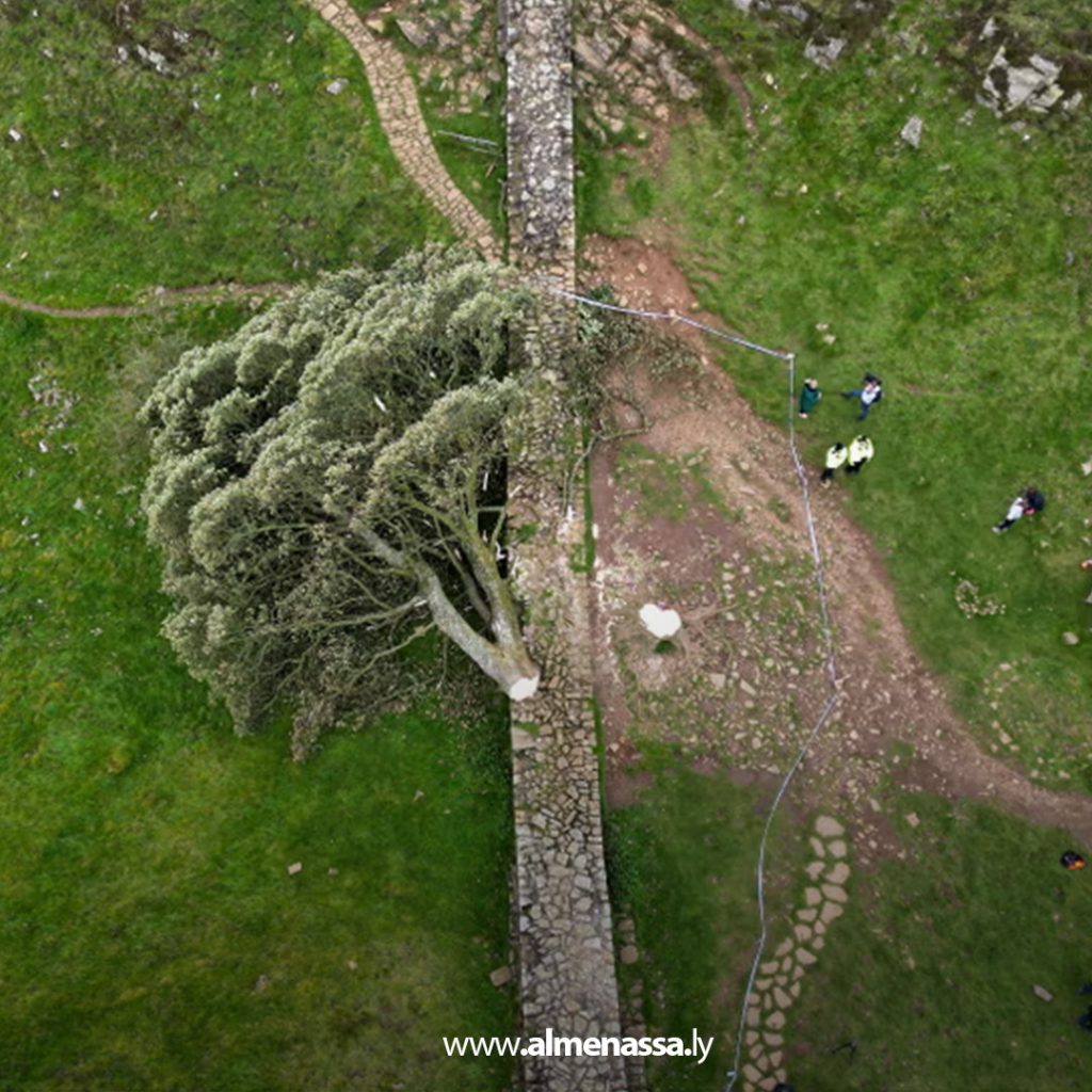 Extra 241 الحكم بالسجن 4 سنوات لرجلين قطعا شجرة شهيرة في بريطانيا