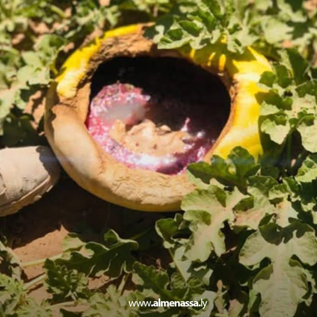 Extra 266 ضبط بطيخ يشتبه في عدم صلاحيته للاستهلاك البشري في الزويتينة