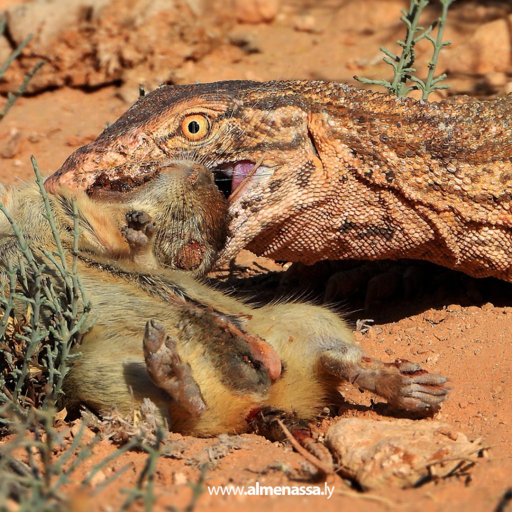 في مشهد نادر.. توثيق لحظة افتراس الورل الصحراوي لفأر الرمل ودعوات لحمايته من الصيد الجائر 1 Extra 294