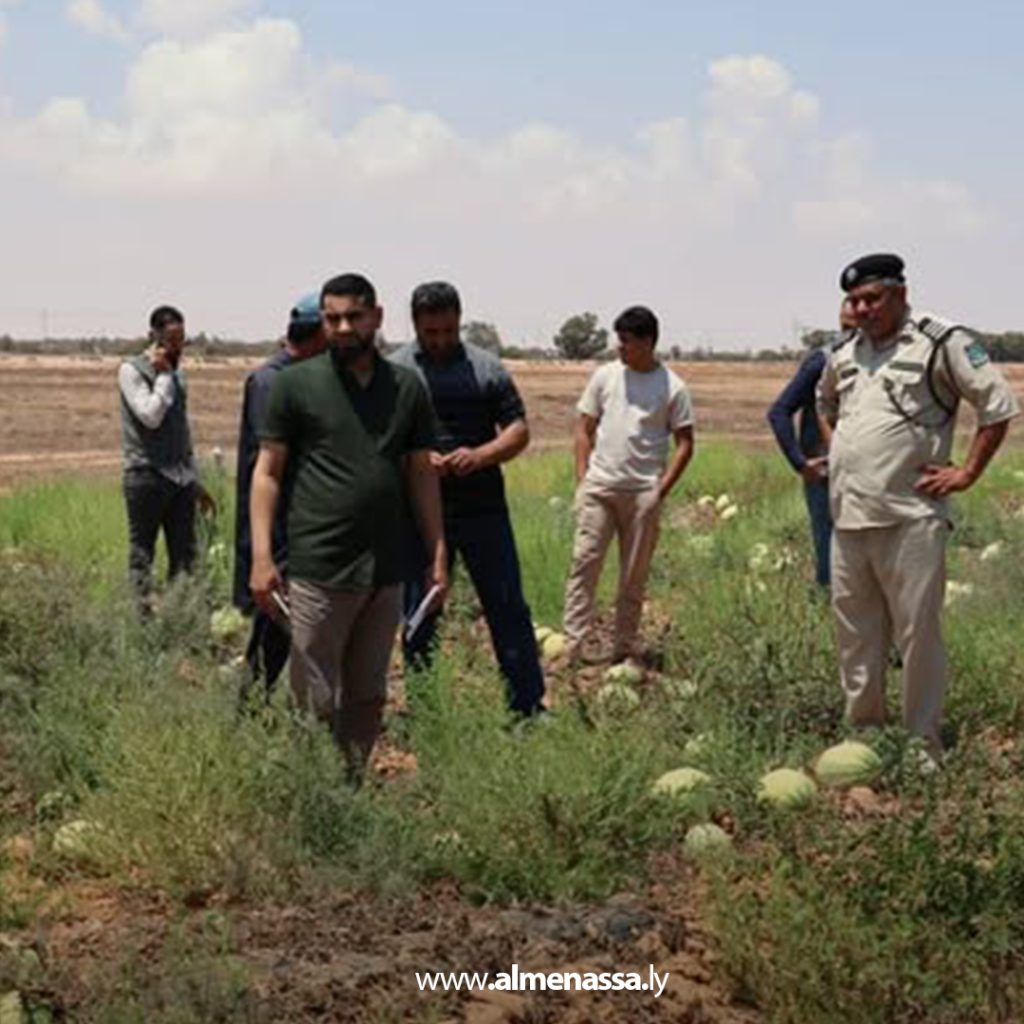 Extra 8 جامعة سرت تدرس أزمة تلف محصول "البطيخ والدلاع" لهذا الموسم في المزارع المتضررة