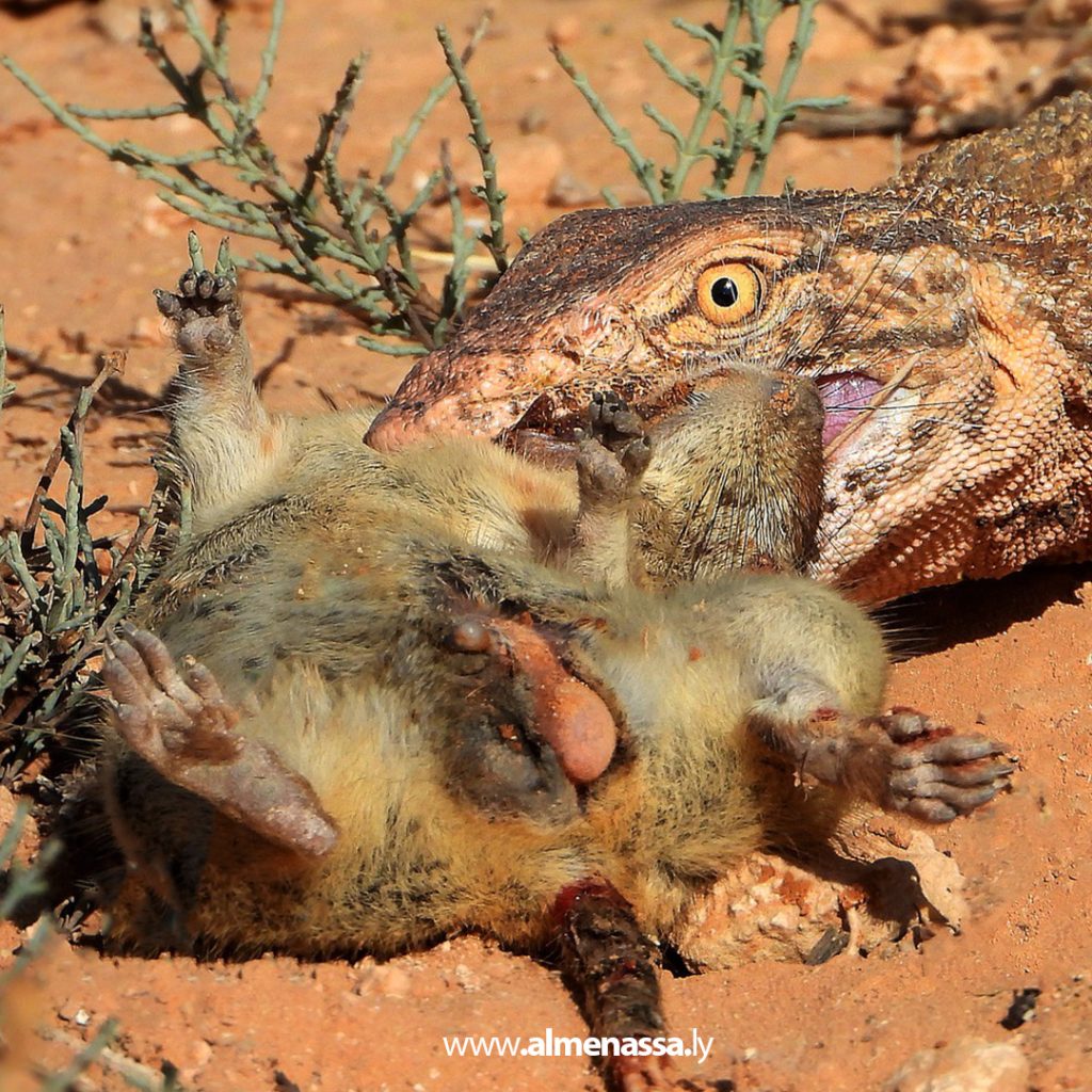 في مشهد نادر.. توثيق لحظة افتراس الورل الصحراوي لفأر الرمل ودعوات لحمايته من الصيد الجائر 2 Extra1 202