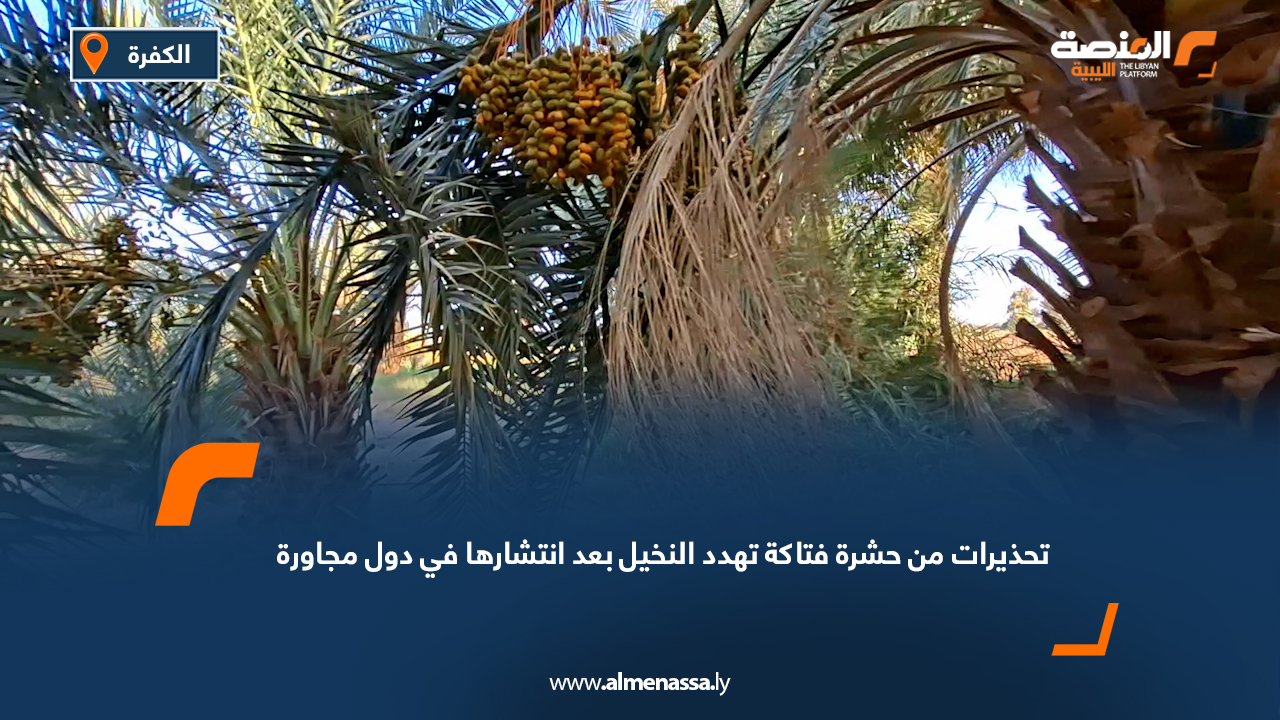 تحذيرات من حشرة فتاكة تهدد النخيل بعد انتشارها في دول مجاورة