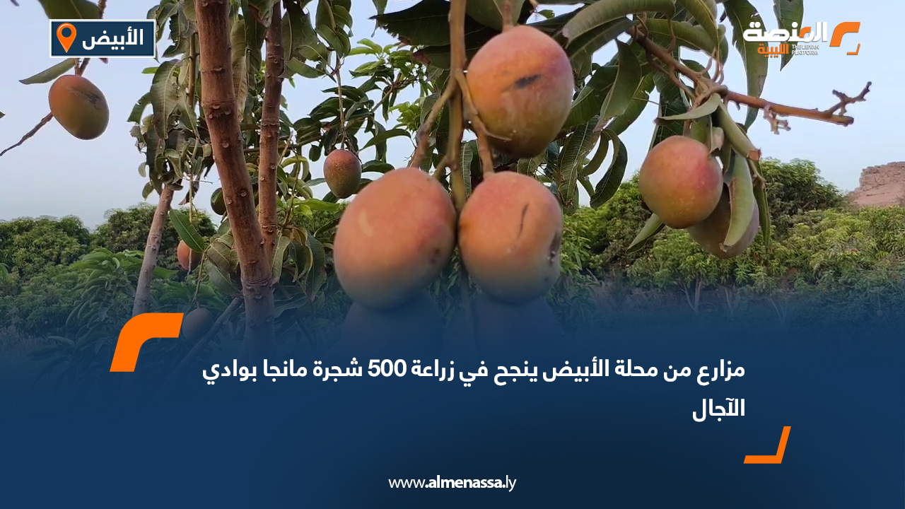 مزارع من محلة الأبيض ينجح في زراعة 500 شجرة مانجا بوادي الآجال
