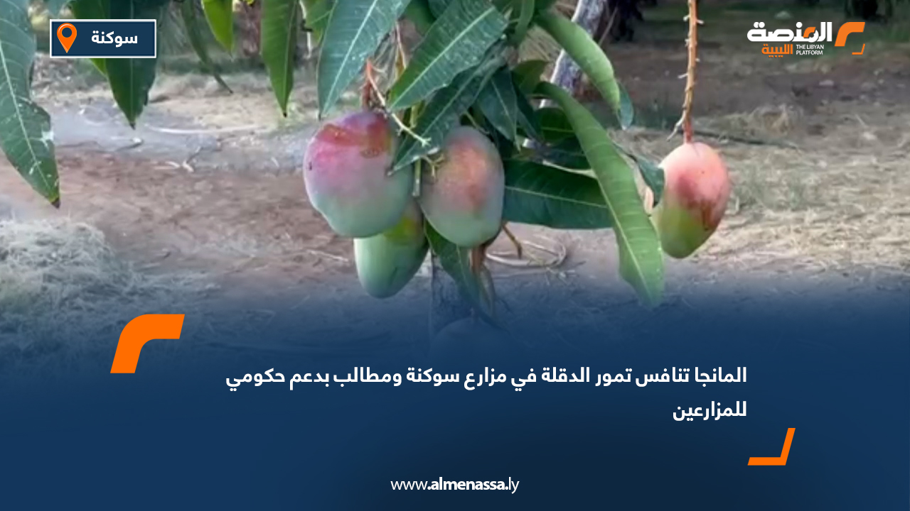 المانجا تنافس تمور الدقلة في مزارع سوكنة ومطالب بدعم حكومي للمزارعين