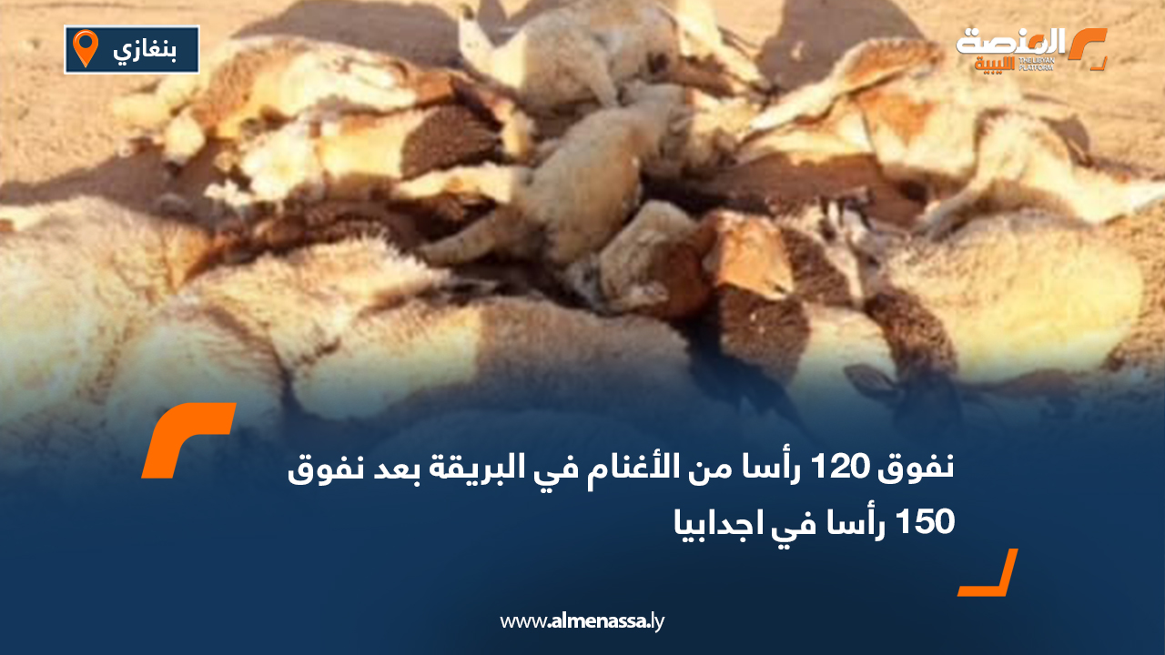 نفوق 120 رأسا من الأغنام في البريقة بعد نفوق 150 رأسًا في اجدابيا