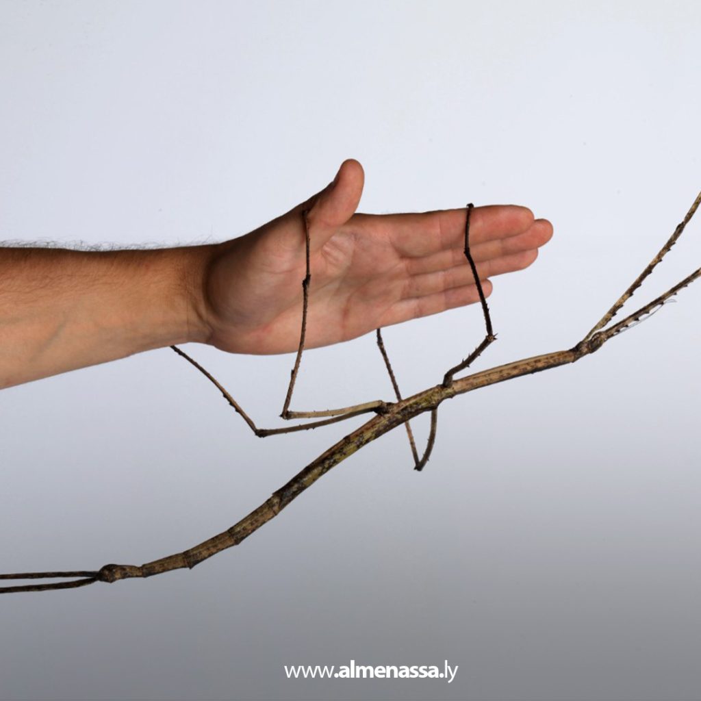 Extra 33 اكتشاف أكبر حشرة مسجلة في أستراليا داخل الغابات الاستوائية