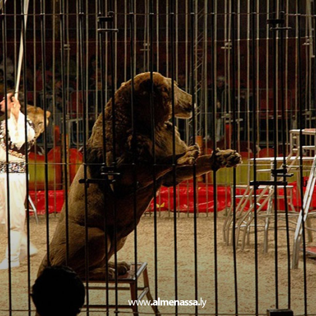 Extra1111111 6 جمهور بنغازي يترقب عروض السيرك الإيطالي ضمن مهرجان صيف بنغازي 2025