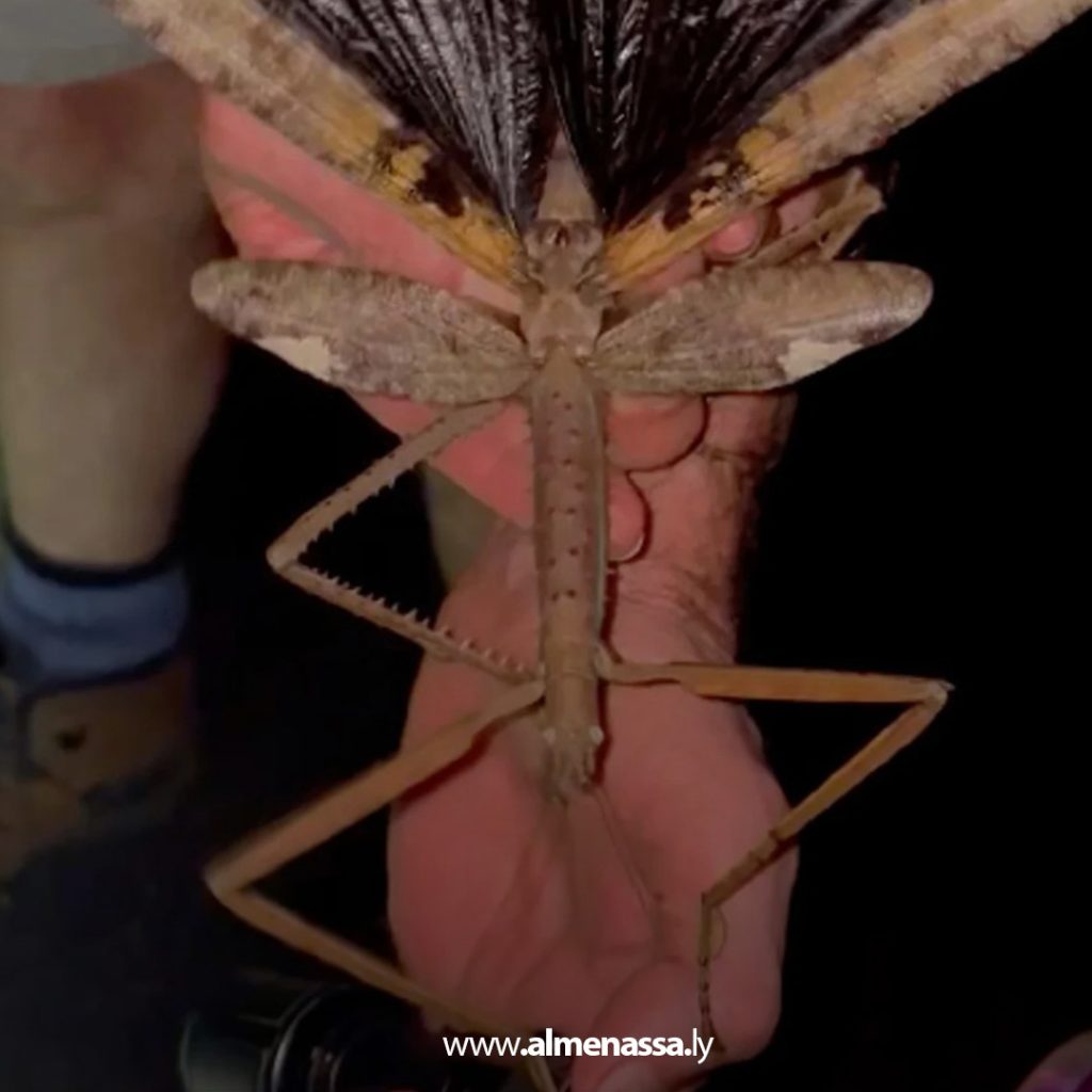 Extra2 1 اكتشاف أكبر حشرة مسجلة في أستراليا داخل الغابات الاستوائية