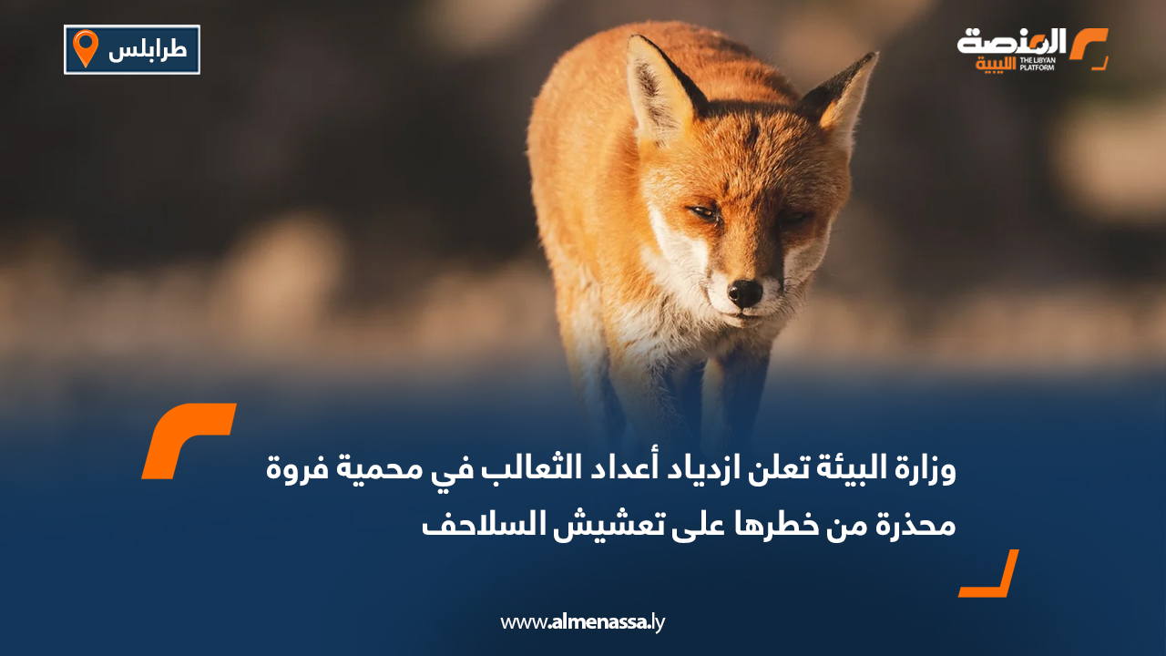 وزارة البيئة تعلن ازدياد أعداد الثعالب في محمية فروة محذرة من خطرها على تعشيش السلاحف