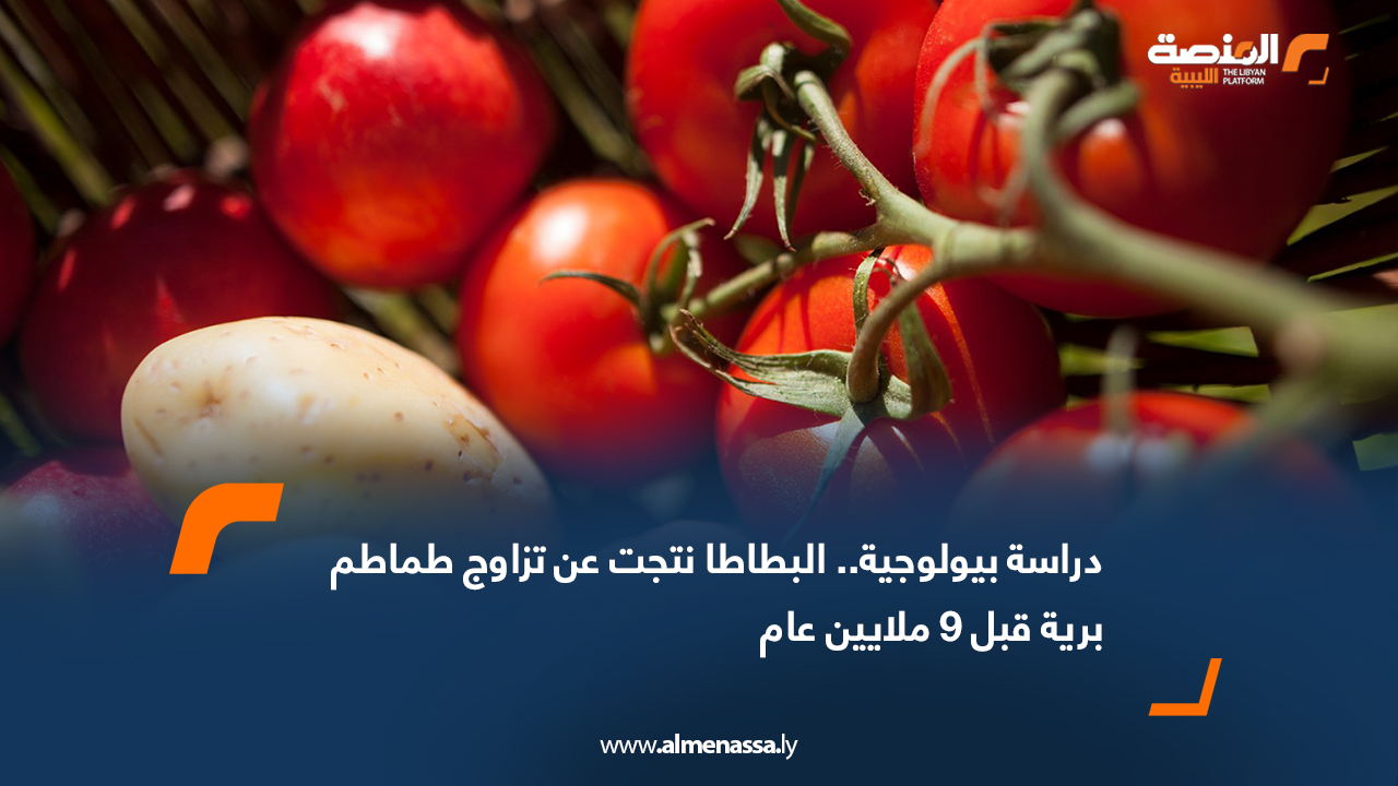 دراسة بيولوجية.. البطاطا نتجت عن تزاوج طماطم برية قبل 9 ملايين عام