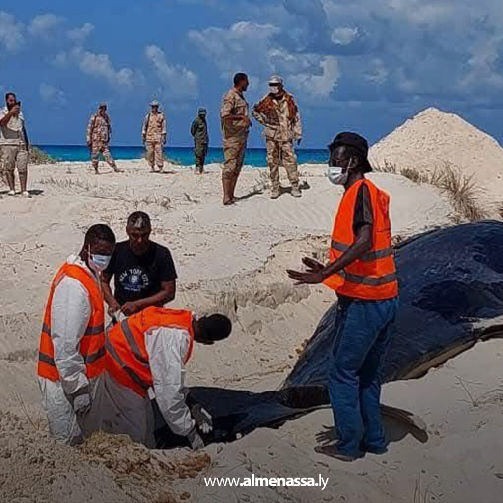 Extra 46 دفن حيتان عنبر نافقة في الهلال النفطي لتفادي كارثة بيئية محتملة