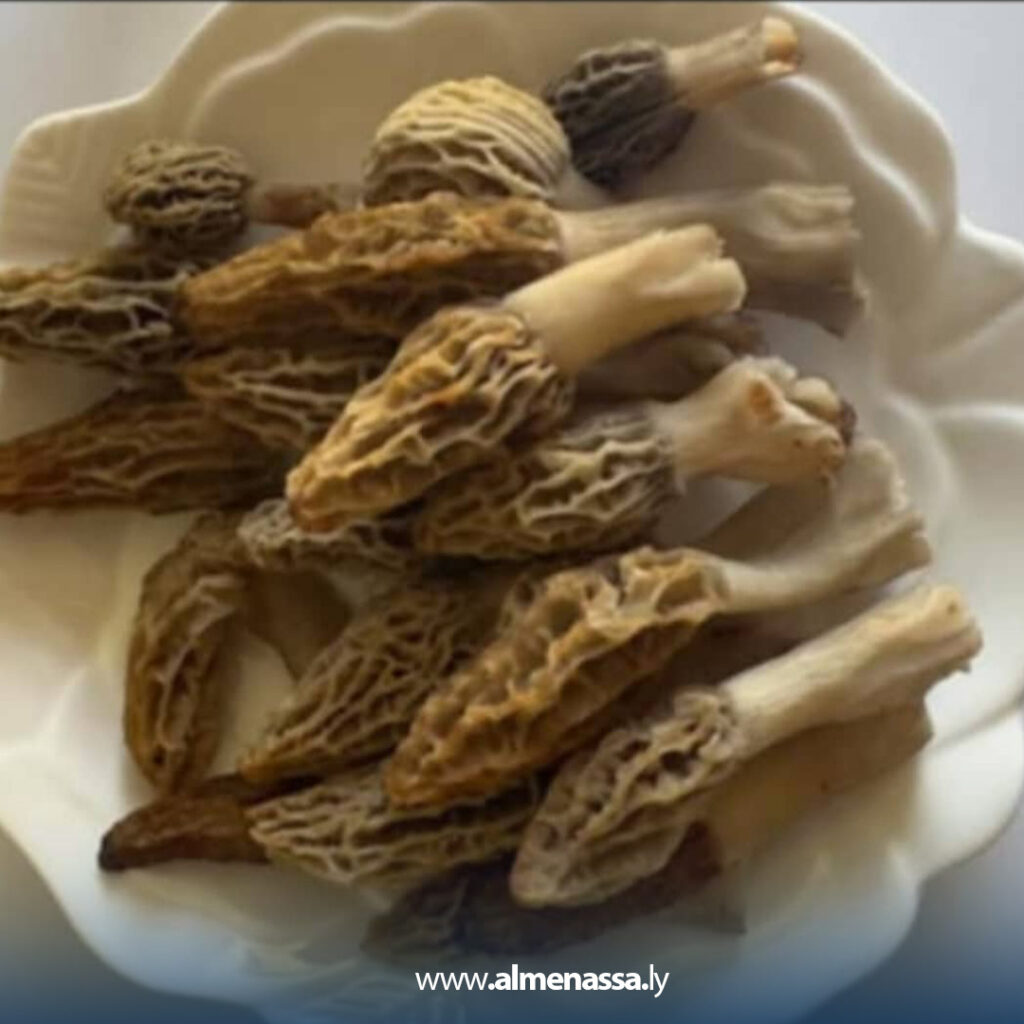 Extra 58 تسجيل أول ظهور لفطر "المورشيلا" في ليبيا بالجبل الأخضر