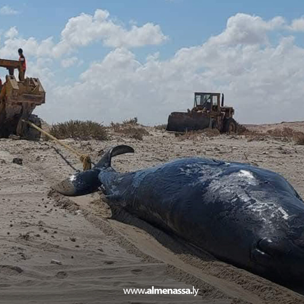 Extra1 18 دفن حيتان عنبر نافقة في الهلال النفطي لتفادي كارثة بيئية محتملة