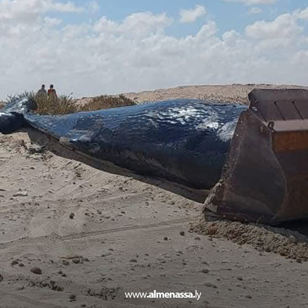 Extra11 15 دفن حيتان عنبر نافقة في الهلال النفطي لتفادي كارثة بيئية محتملة