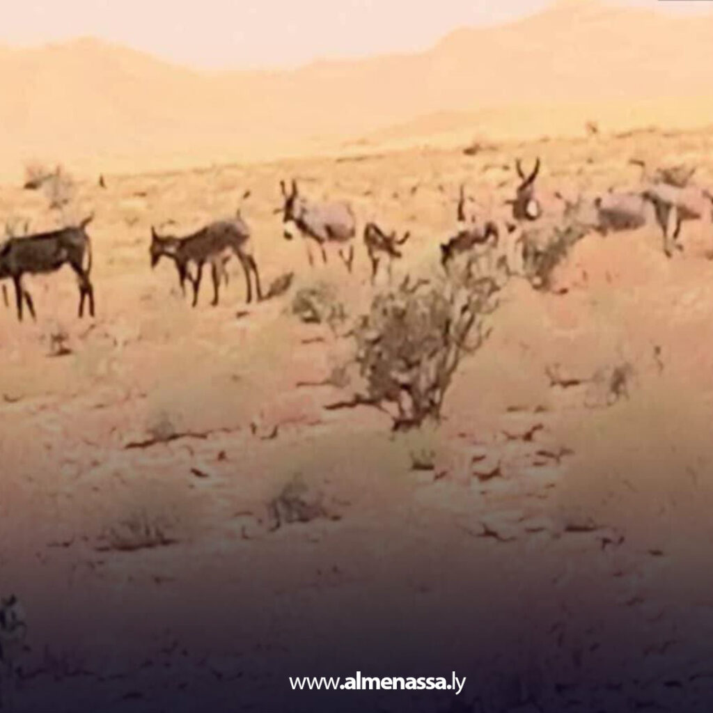 Extra11 39 حملة أمنية مشتركة في تادرارت الأكاكوس لحماية المحمية ومنع الصيد الجائر