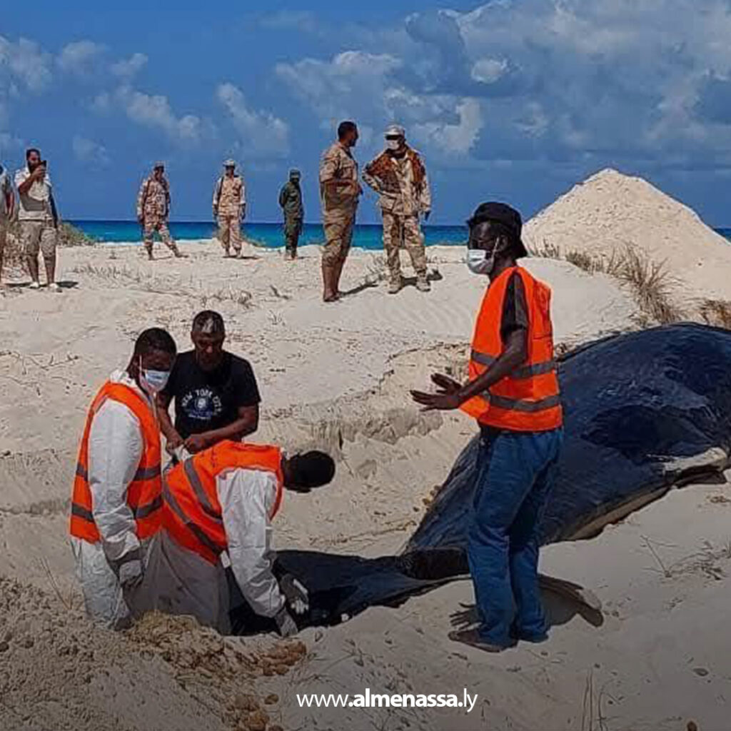 Extra1111 7 دفن حيتان عنبر نافقة في الهلال النفطي لتفادي كارثة بيئية محتملة