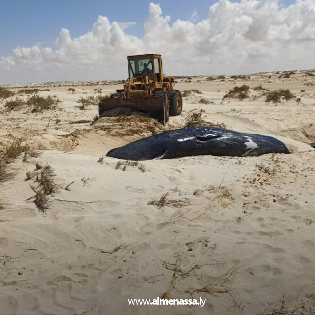 Extra111111 3 دفن حيتان عنبر نافقة في الهلال النفطي لتفادي كارثة بيئية محتملة