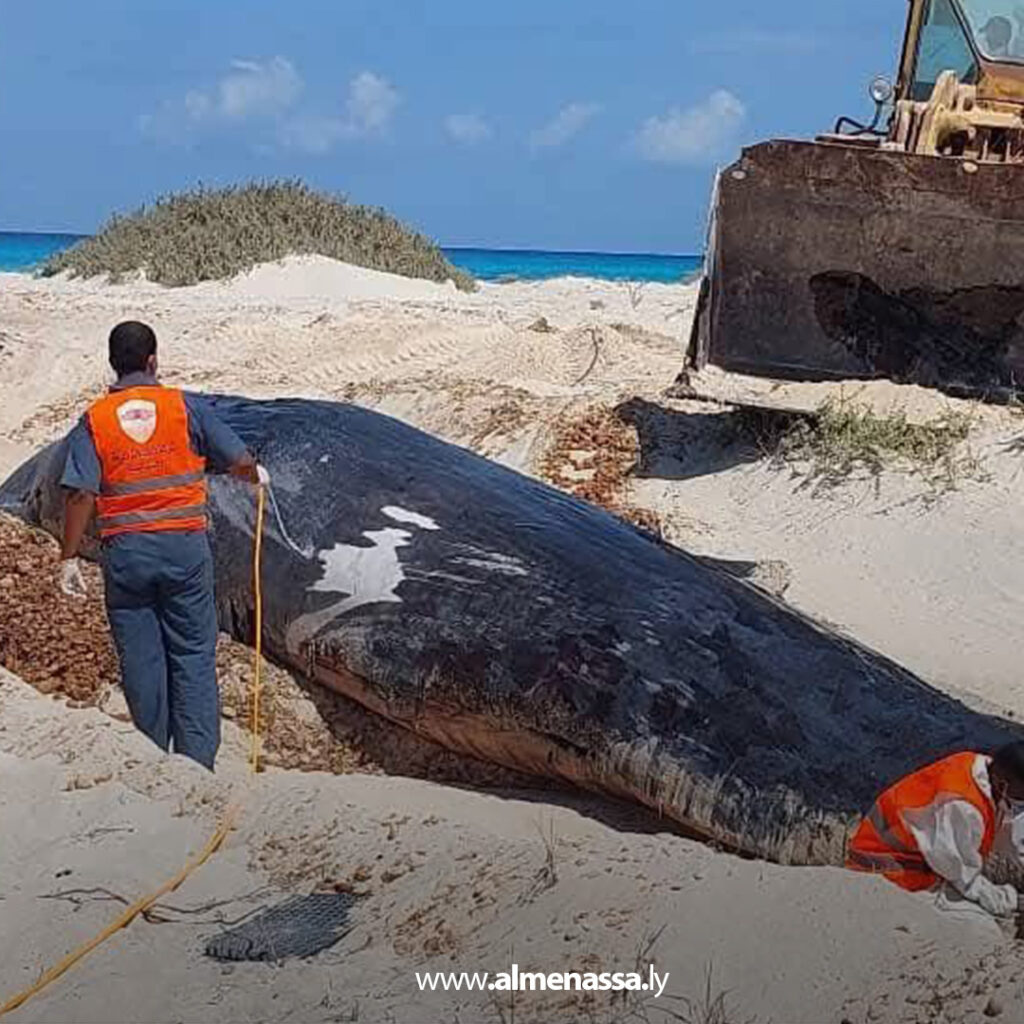 Extra1111111 3 دفن حيتان عنبر نافقة في الهلال النفطي لتفادي كارثة بيئية محتملة