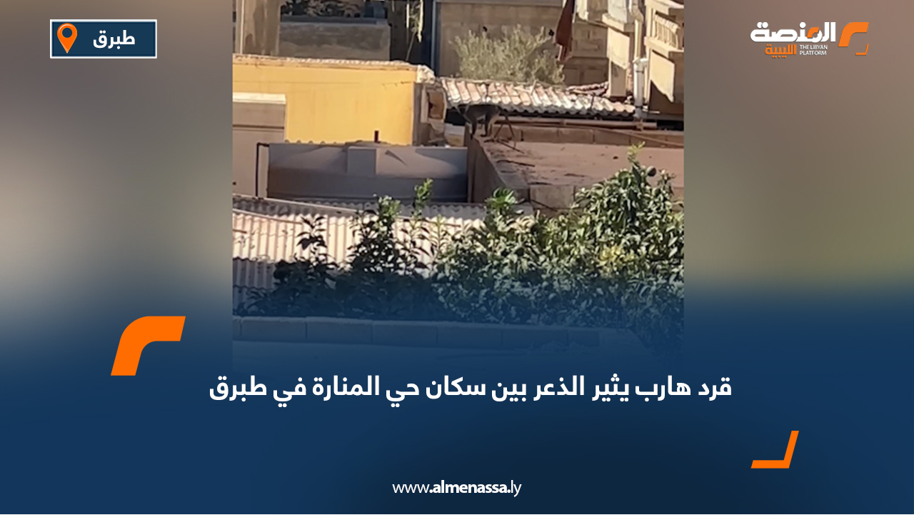 قرد هارب يثير الذعر بين سكان حي المنارة في طبرق