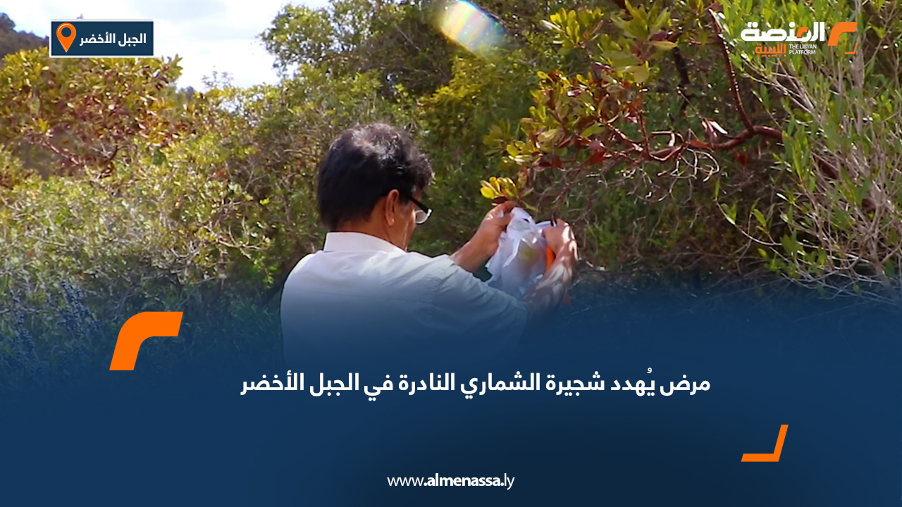 مرض يُهدد شجيرة "الشماري" النادرة في الجبل الأخضر
