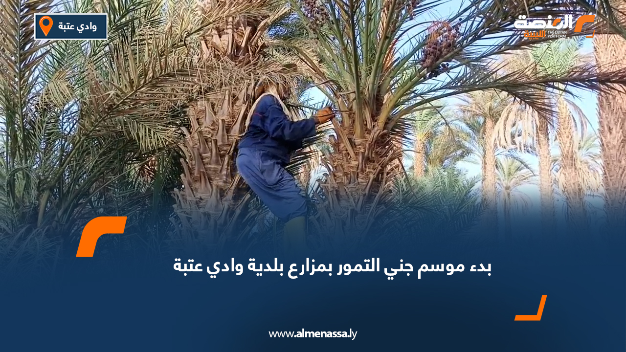 بدء موسم جني التمور بمزارع بلدية وادي عتبة