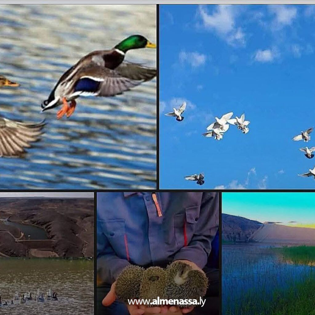 Extra 287 مبادرات بيئية متواصلة لإطلاق الطيور والحيوانات في سد وادي الوشكة بمدينة سوكنة