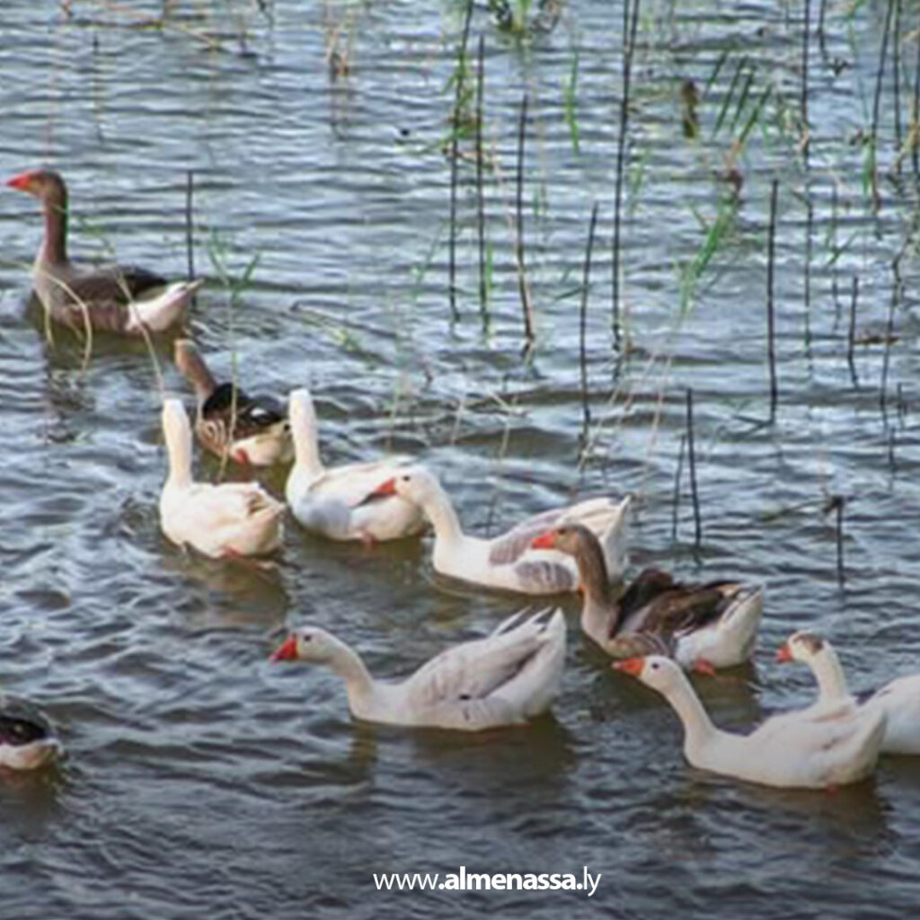 Extra11 116 مبادرات بيئية متواصلة لإطلاق الطيور والحيوانات في سد وادي الوشكة بمدينة سوكنة