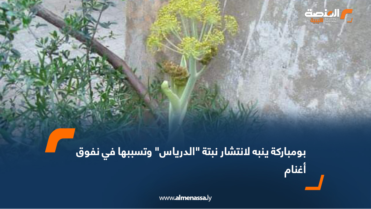 بومباركة ينبه لانتشار نبتة "الدرياس" وتسببها في نفوق أغنام