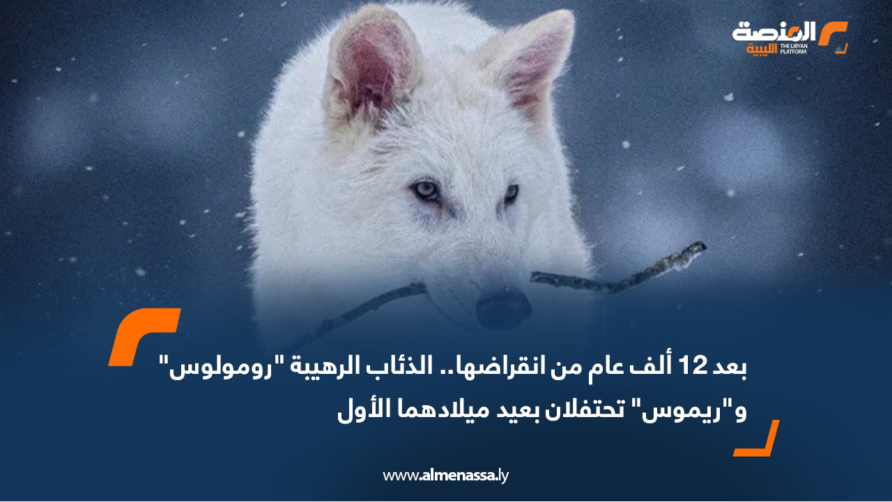 بعد 12 ألف عام من انقراضها.. الذئاب الرهيبة "رومولوس" و"ريموس" تحتفلان بعيد ميلادهما الأول