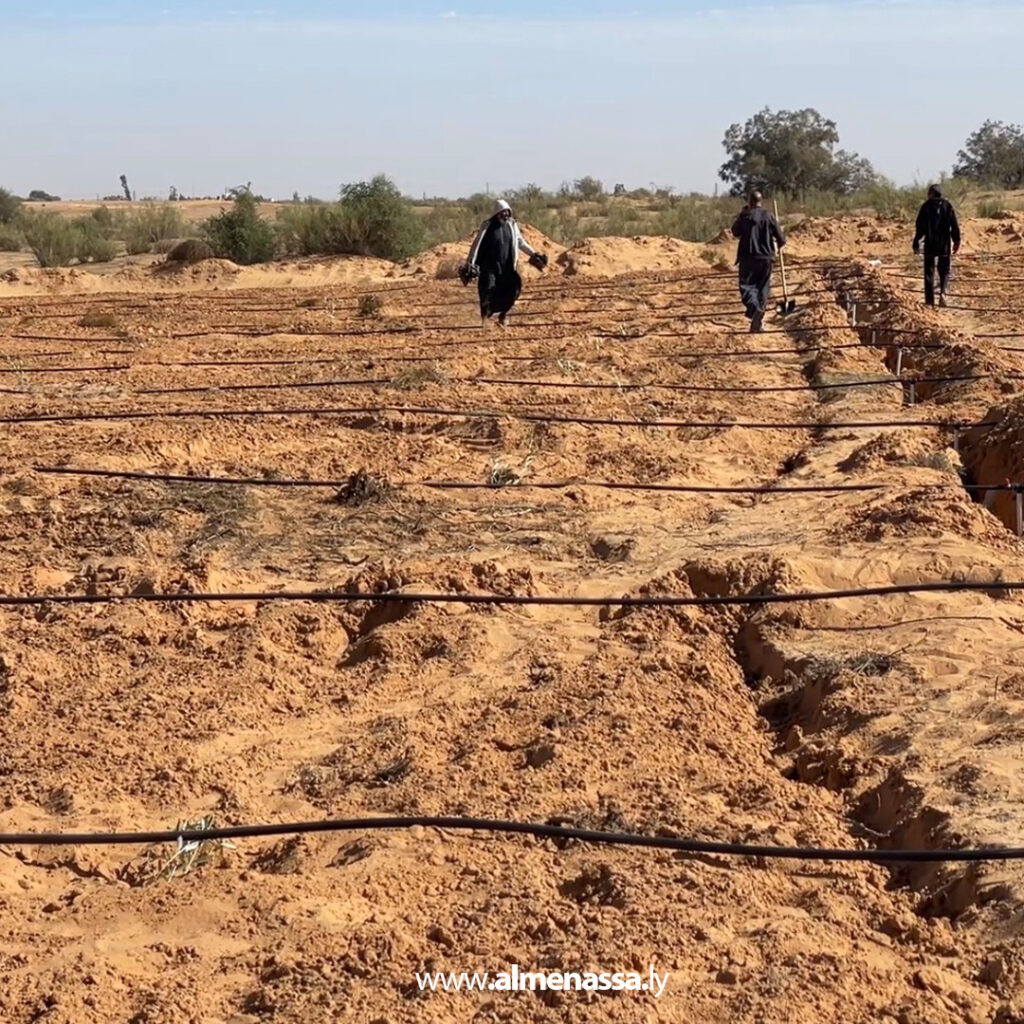 Extra 2.jpg111 2 العجيلات تطلق حملة لغرس 500 شجرة زيتون من صنف "كورنتينا" لرفع جودة الإنتاج