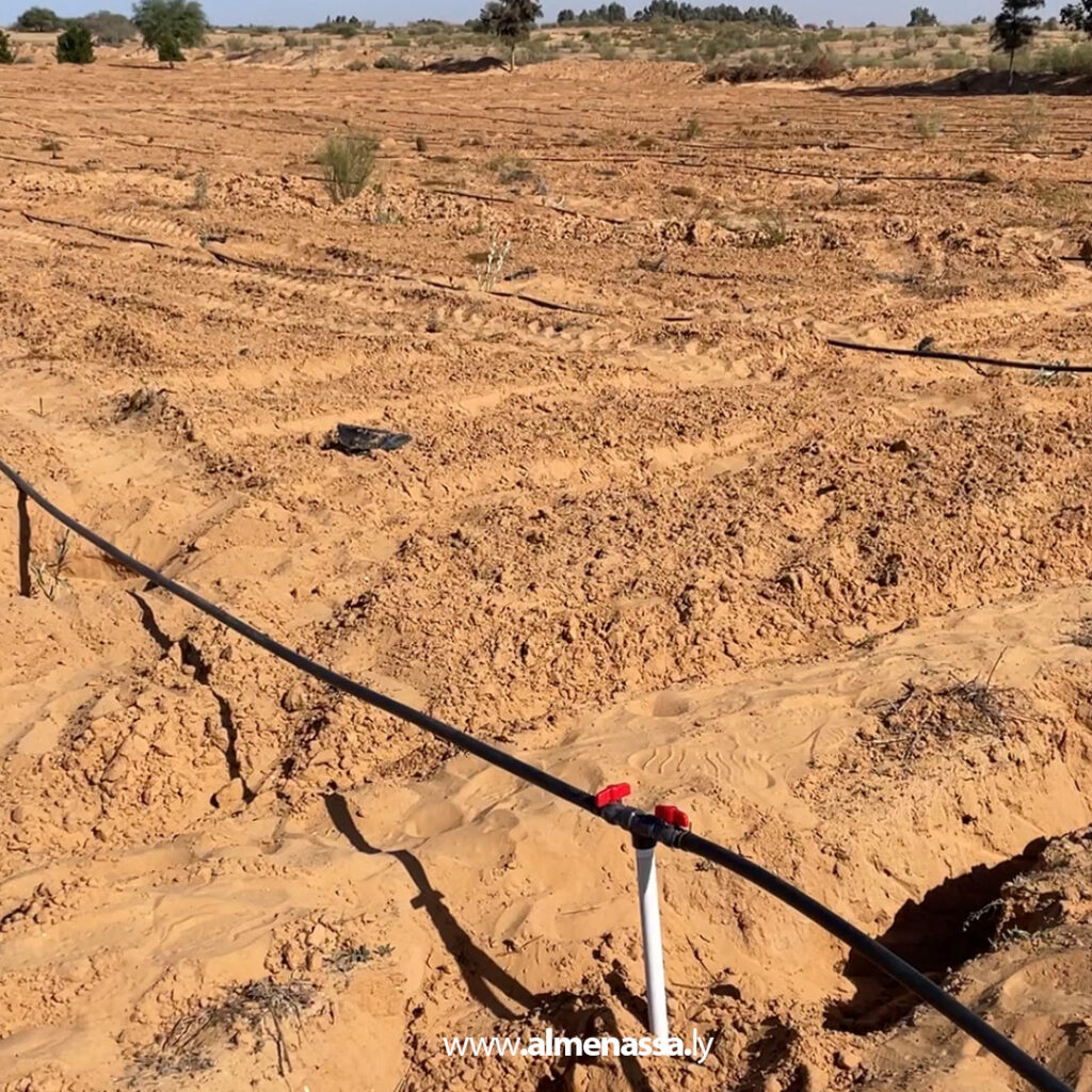 Extra 20.jpg11 20 العجيلات تطلق حملة لغرس 500 شجرة زيتون من صنف "كورنتينا" لرفع جودة الإنتاج