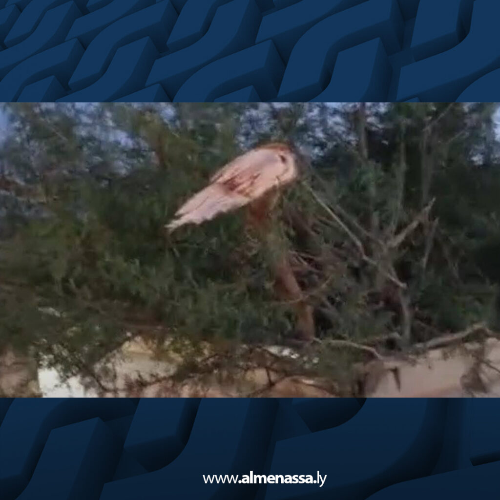 Extra 210 الشرطة الزراعية الجفرة تضبط مخالفين بقطع الأشجار والرعي الجائر في محمية الهروج