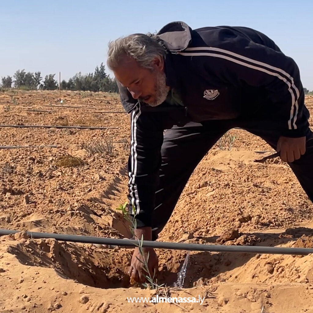 Extra 7.jpg1 7 العجيلات تطلق حملة لغرس 500 شجرة زيتون من صنف "كورنتينا" لرفع جودة الإنتاج