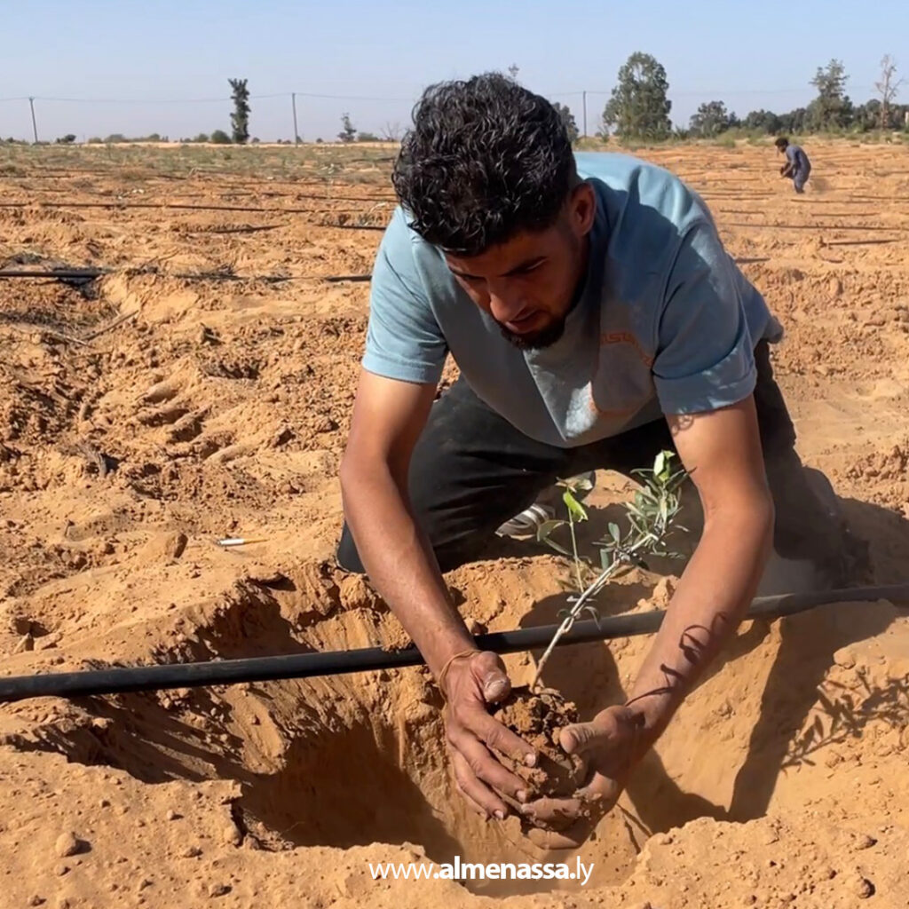 Extra 98 العجيلات تطلق حملة لغرس 500 شجرة زيتون من صنف "كورنتينا" لرفع جودة الإنتاج