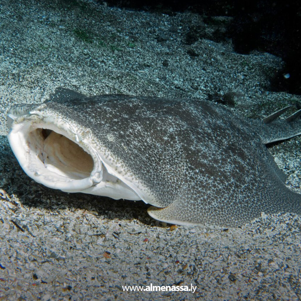 Extra 98 المبروك تطلق مبادرة وطنية لحماية القرش الملائكي المهدد بالانقراض في ليبيا