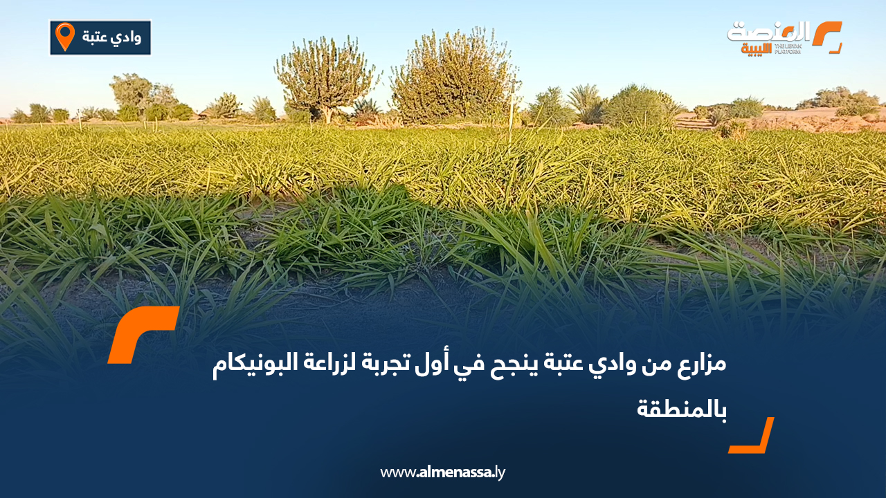 مزارع من وادي عتبة ينجح في أول تجربة لزراعة البونيكام بالمنطقة