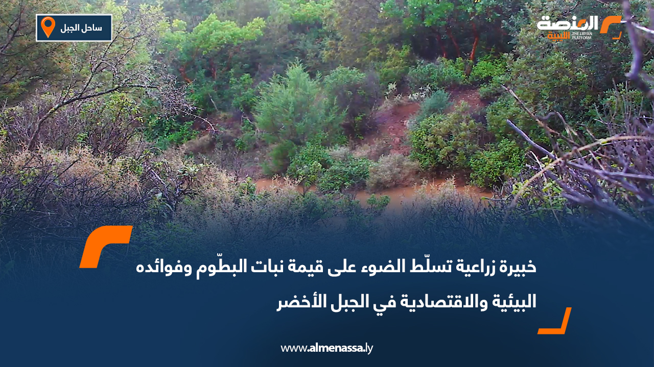 خبيرة زراعية تسلّط الضوء على قيمة نبات البطّوم وفوائده البيئية والاقتصادية في الجبل الأخضر