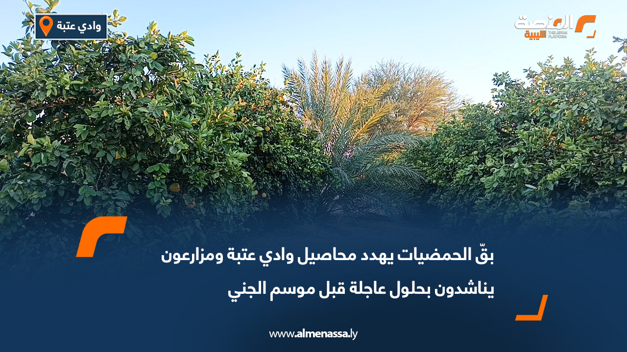 "بقّ الحمضيات" يهدد محاصيل وادي عتبة ومزارعون يناشدون بحلول عاجلة قبل موسم الجني