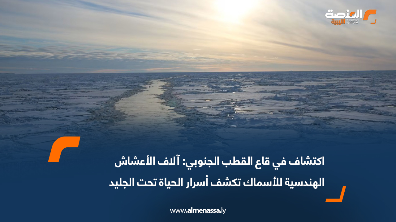 اكتشاف في قاع القطب الجنوبي: آلاف الأعشاش الهندسية للأسماك تكشف أسرار الحياة تحت الجليد